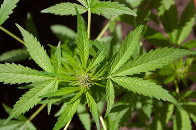 Can Marijuana Help Ease Chronic Joint Pain?