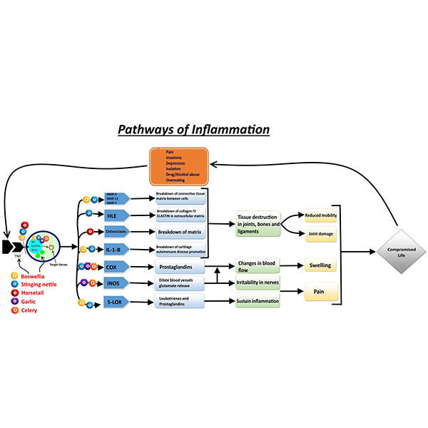Pathways of Inflammation