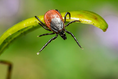 Lyme Disease and Joint Pain